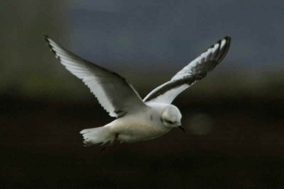 Ross's Gull, Ormsary, Argyll