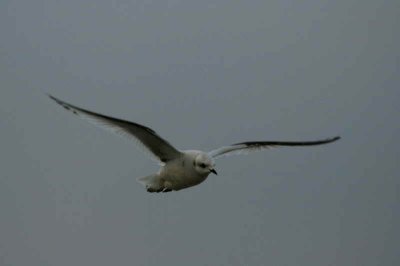 Ross's Gull, Ormsary, Argyll