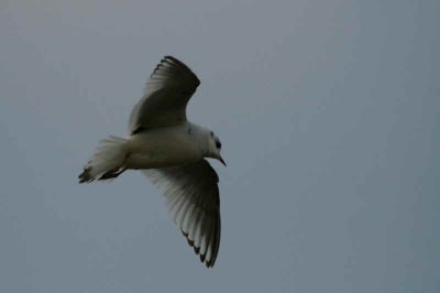 Ross's Gull, Ormsary, Argyll