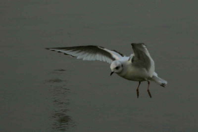 Ross's Gull, Ormsary, Argyll