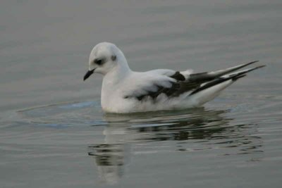 Ross's Gull, Ormsary, Argyll