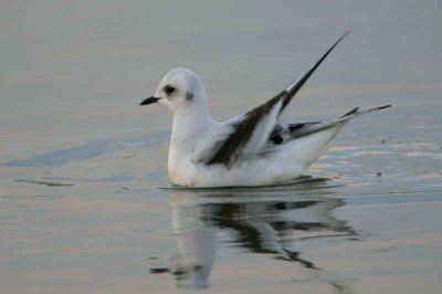 Ross's Gull, Ormsary, Argyll