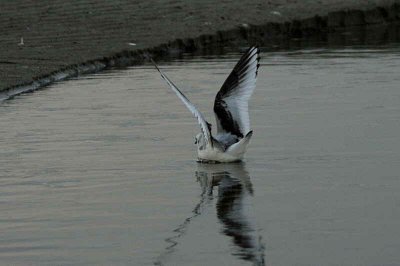 Ross's Gull, Ormsary, Argyll