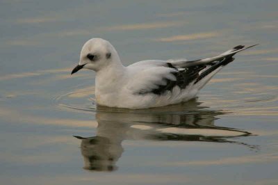 Ross's Gull, Ormsary, Argyll