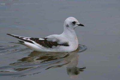 Ross's Gull, Ormsary, Argyll