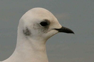 Ross's Gull, Ormsary, Argyll