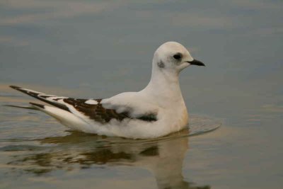 Ross's Gull, Ormsary, Argyll