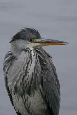 Grey Heron, Balmaha, Loch Lomond