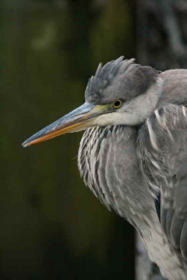 Grey Heron, Balmaha, Loch Lomond