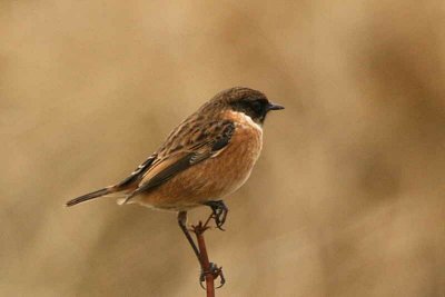 Stonechat, Balcomie Beach, Fife