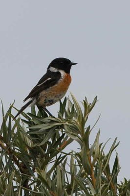 Stonechat, Aberlady Bay, Lothian