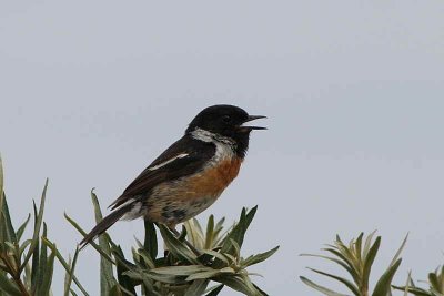 Stonechat, Aberlady Bay, Lothian