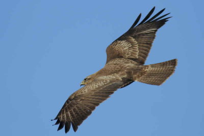 Buzzard luckily caught in flight as it flew off from a perch pole. Fannyside Muir near Cumbernauld.