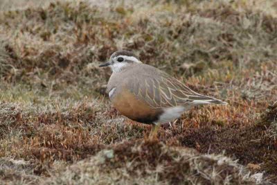 Dotterel on Lowther Hill, Clyde district.