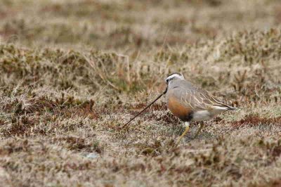 Dotterel on Lowther Hill, Clyde district.