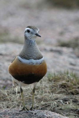 Dotterel on the Cairngorm plateau near top of  Cairn Lochan