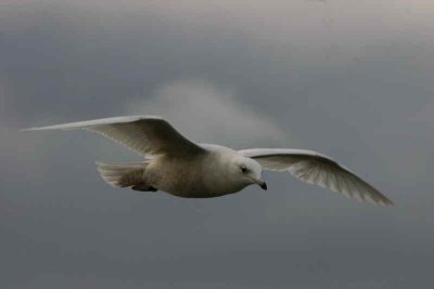 1st Winter bird, Irvine Ayrshire