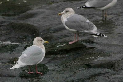 Adult winter, Herring Gull in background. River Ayr in Ayr town centre