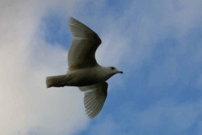 1st winter bird, Irvine Ayrshire