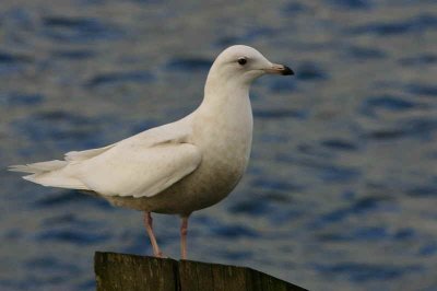 1st winter bird faded plumage, Irvine Ayrshire