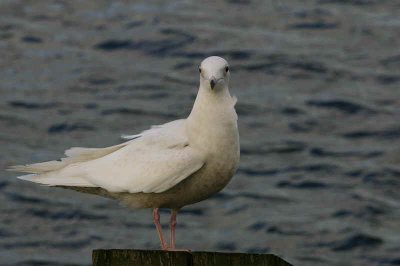 1st winter bird, Irvine Ayrshire