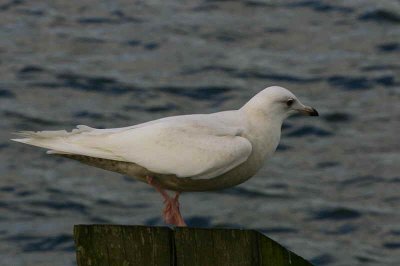 1st winter bird, Irvine Ayrshire