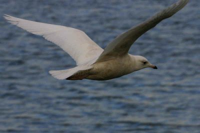 1st winter bird, Irvine Ayrshire