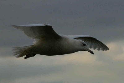 1st winter bird, Irvine Ayrshire