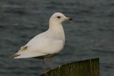 1st winter bird, Irvine Ayrshire