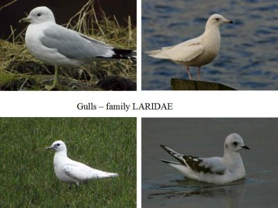 Gulls gallery