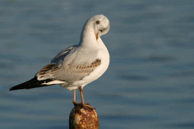 1st winter plumage, Hogganfield Loch, Glasgow.