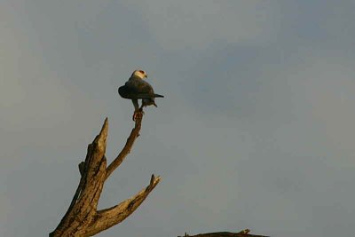Black-shouldered Kite, Babwata Game Reserve, Caprivi