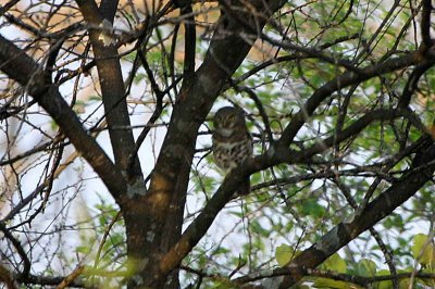 Barred Owl, near Shakawe Lodge, Botswana