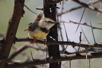 Black-chested Prinia, Epako Game Lodge, Namibia