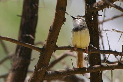 Black-chested Prinia, Epako Game Lodge, Namibia