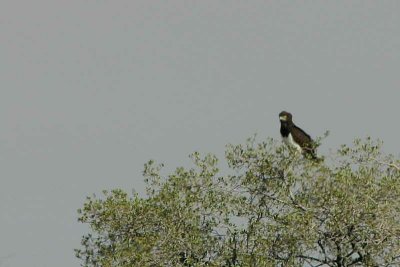 Black-chested Snake Eagle, Spitzkoppe