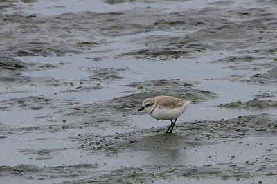 Chestnut-banded Plover, Walvis Bay, Namibia