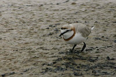 Chestnut-banded Plover, Walvis Bay, Namibia