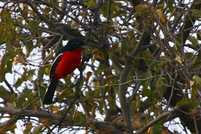 Crimson-breasted Shrike, near Windhoek
