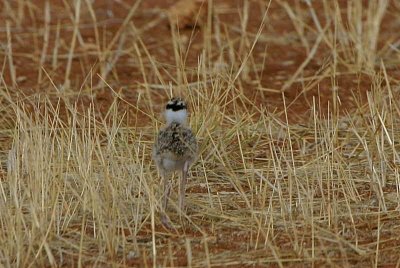 Crowned Plover chick