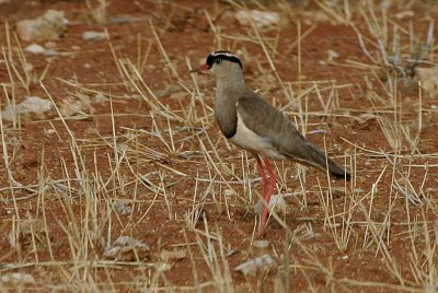 Crowned Plover adult