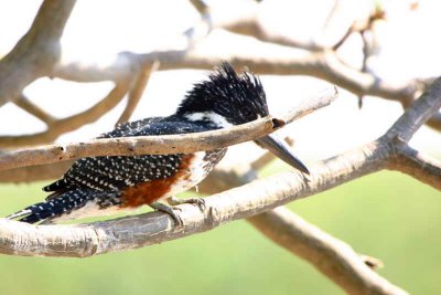 Giant Kingfisher, Shakawe Lodge, Botswana