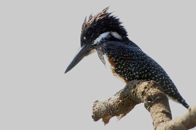 Giant Kingfisher, Shakawe Lodge, Botswana