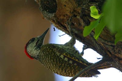Golden-tailed Woodpecker, Shakawe Lodge, Botswana