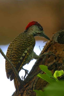 Golden-tailed Woodpecker, Shakawe Lodge, Botswana