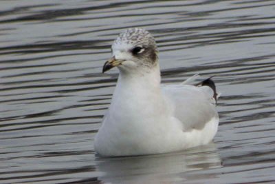 Mediterranean Gull (1st winter), Garnqueen Loch, Clyde