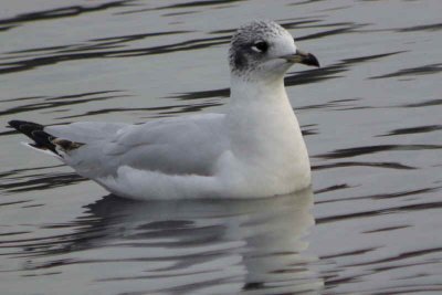 Mediterranean Gull (1st winter), Garnqueen Loch, Clyde