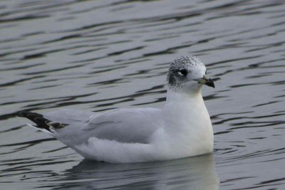 Mediterranean Gull (1st winter), Garnqueen Loch, Clyde