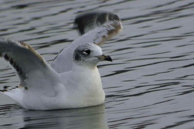 Mediterranean Gull (1st winter), Garnqueen Loch, Clyde