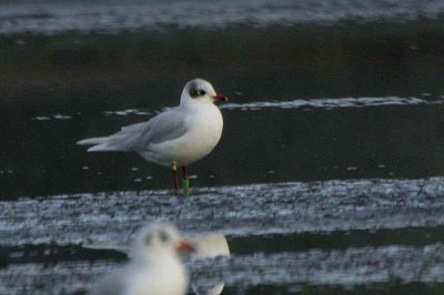 Mediterranean Gull (2nd winter), Musselburgh, Lothian